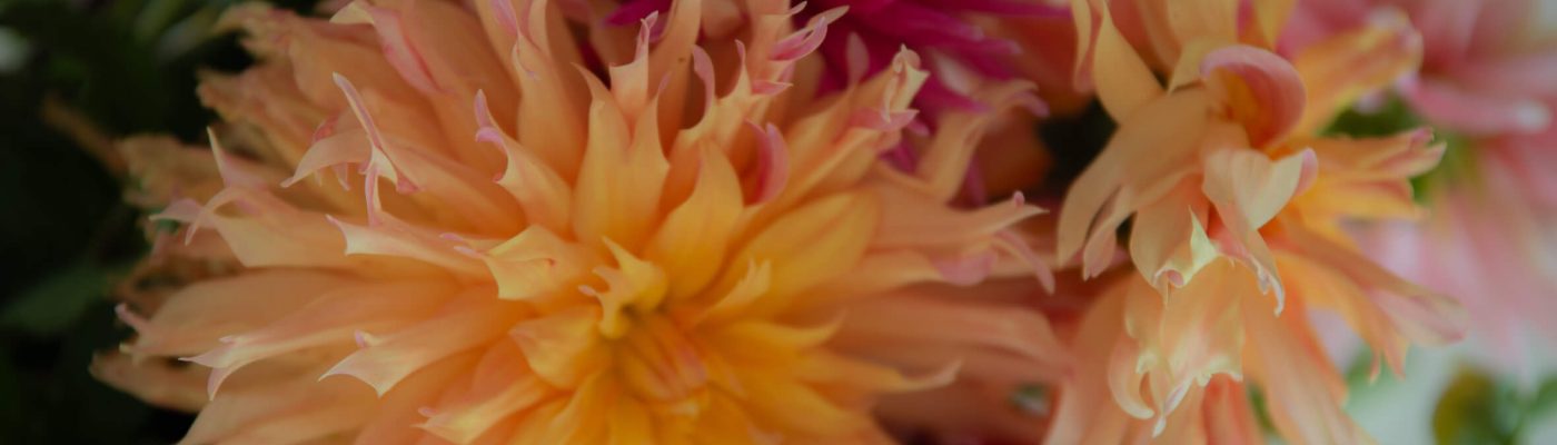 Les fleurs comme langage émotionnel. Pourquoi la pivoine, l’hortensia et le dahlia sont au cœur de Maison Tyszka